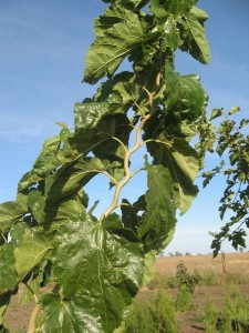 Шовковиця "Тортуоза"звивиста, фото 1