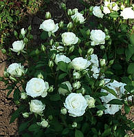 Саженцы бордюрных роз Сноу Денс