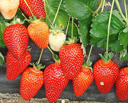 Саджанці полуниці Альба (по 10 шт), фото 1