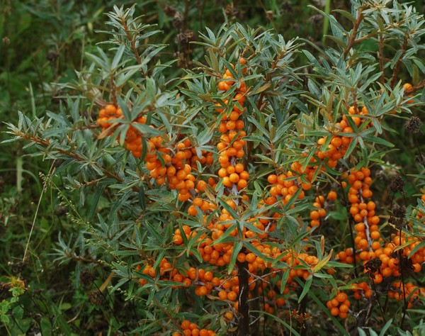 Саджанці обліпихи Улюблена (пара), фото 1