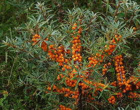 Саджанці обліпихи Улюблена (пара)