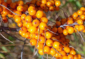 Саджанці обліпихи Либідь (пара)