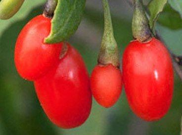 Саджанці Годжі Тибетський, фото 1