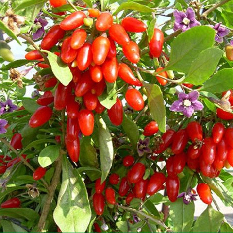 Саджанці Годжі Біг Беррі, фото 1