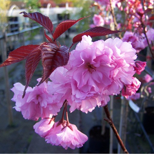 Саджанці сакури Роял Бургундія (ROYAL RED), фото 1