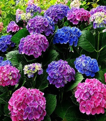 Гортензія Хамелеон, фото 1