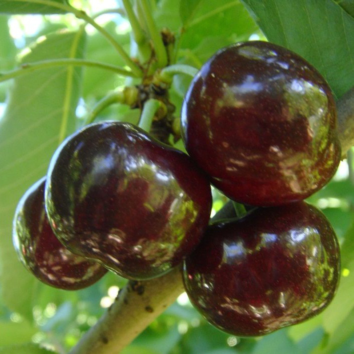 Саджанці черешні "Світ Харт", фото 1