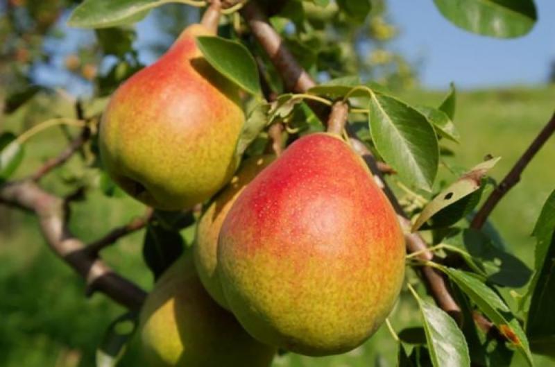 Саджанці груші «Дюшес зимовий», фото 1