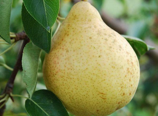 Саджанці груші "Олена", фото 1