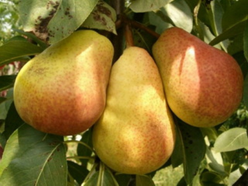 Саджанці груші "Ніка", фото 1