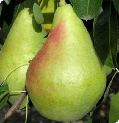 Саджанці груші Смерічка, фото 1