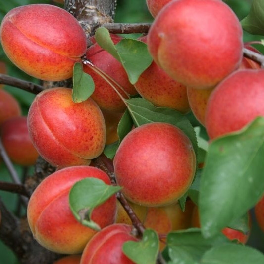 Саджанці абрикоса "Цунамі", фото 1