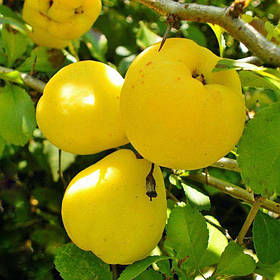 Саджанці айви "Мускатна"