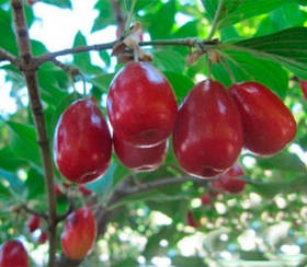 Саджанці кизилу Олена