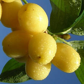 Саджанці кизилу "Бурштиновий"