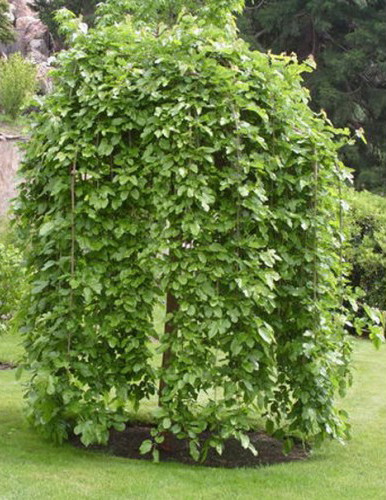 Саджанці шовковиці плакучої на штамбі Пендула (чорна), фото 1