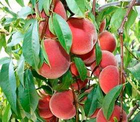 Саджанці колоновидного персика ТОТЕМ САДІВНИКА