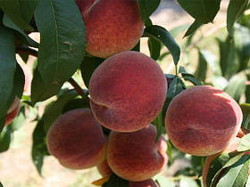 Саджанці колоновидного персика Кримський