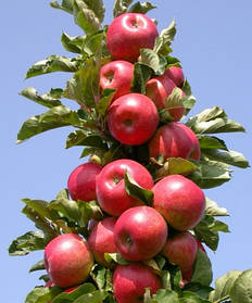 Саджанці колоновидної  яблуні Вікторія