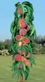 Саджанці колоновидного персика Штайнберг