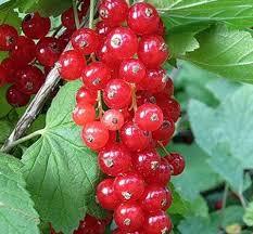 Саджанці червоної смородини Ролан, фото 1