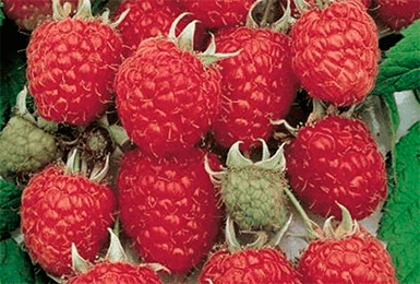 Саджанці малини Брусвяна, фото 1