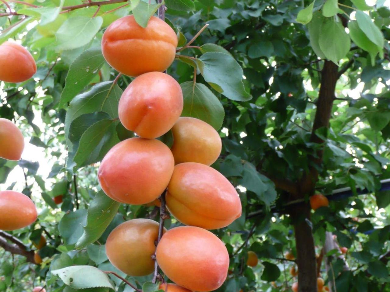 Саджанці абрикоса Вандер Кіт, фото 1