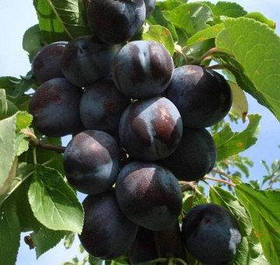 Саджанці сливи Ельдорадо