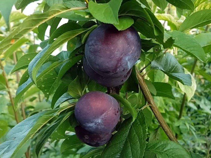 Саджанці сливи Блю Кармен, фото 1