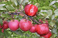 Саженцы яблони Бая Мариса