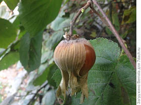 Саджанці фундука Трапезунд