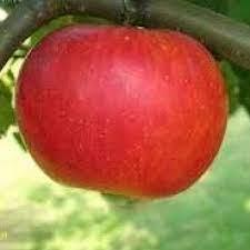 Саджанці яблуні Аріва, фото 1