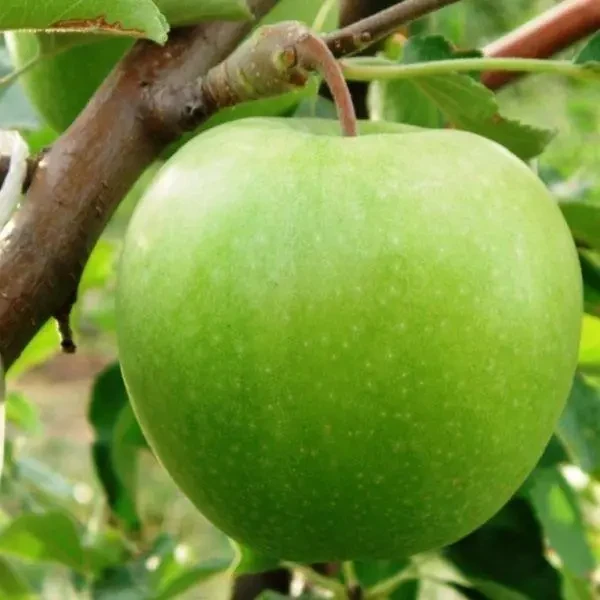 Саджанці яблуні Грені Сміт, фото 1