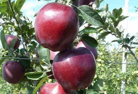 Саджанці яблуні Джеромін, фото 1