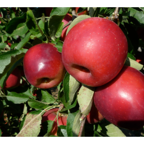 Саджанці яблуні Сторі, фото 1