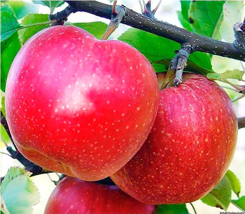 Саджанці яблуні Гала Шніга, фото 1