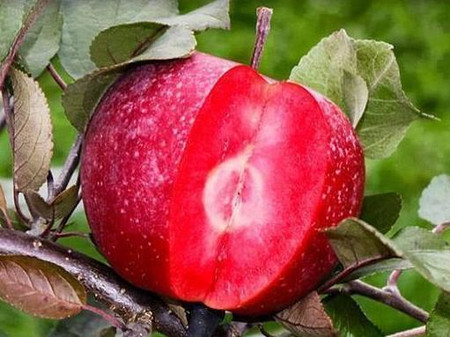 Саджанці червономясої яблуні Ред Лав, фото 1