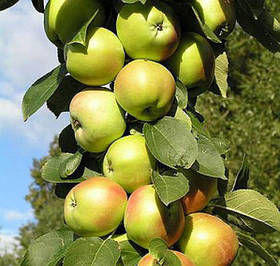 Саджанці колоновидної яблуні Білосніжка (осіння)