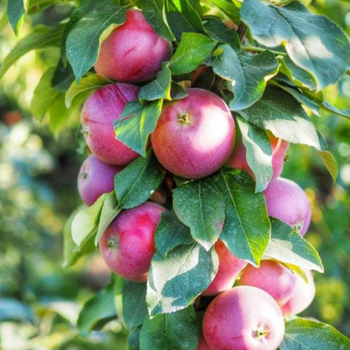 Саджанці колоновидної яблуні Легенда (зимова), фото 1