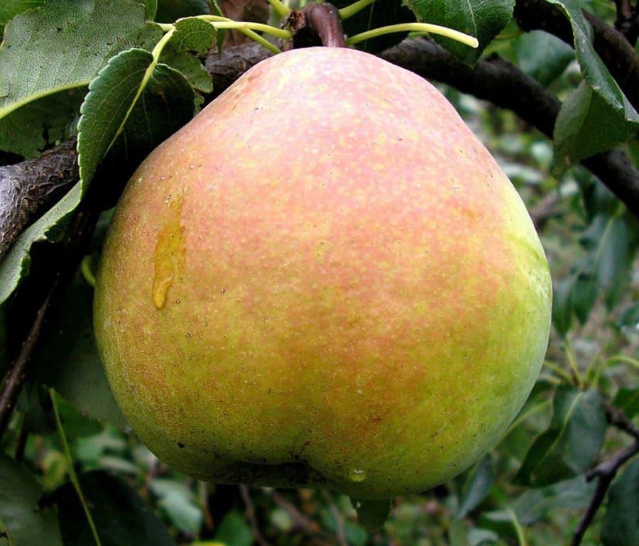 Саджанці груші Микола Крюгер, фото 1