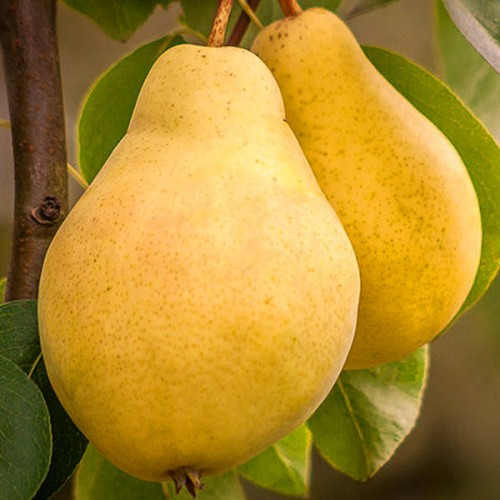 Саджанці груші Кіфер, фото 1