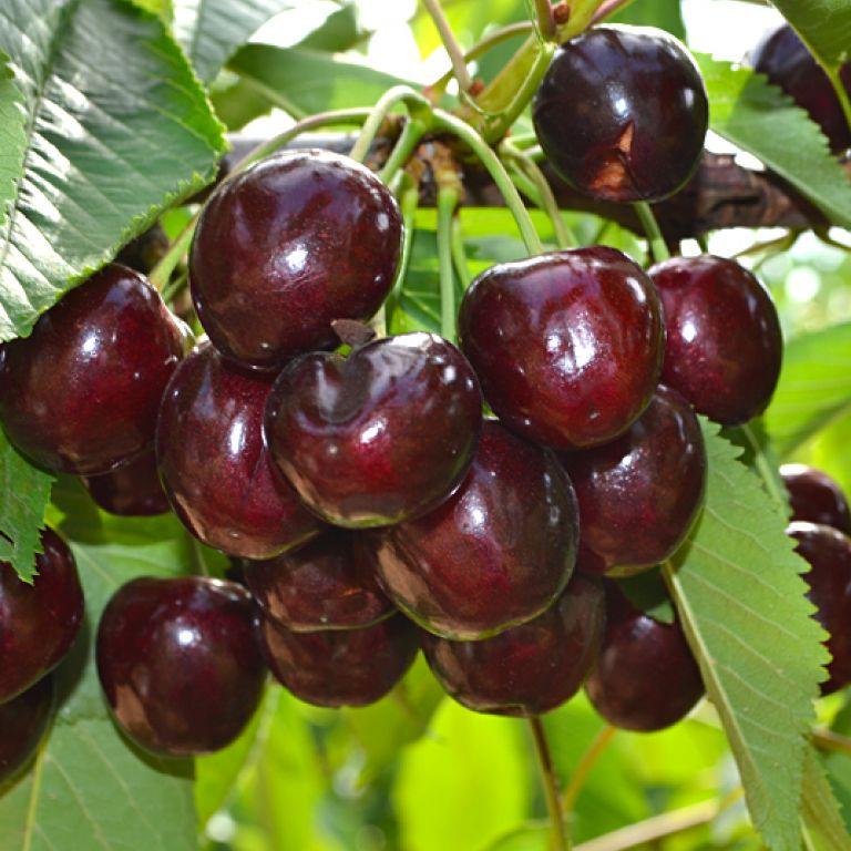 Саджанці черешні Скіна, фото 1