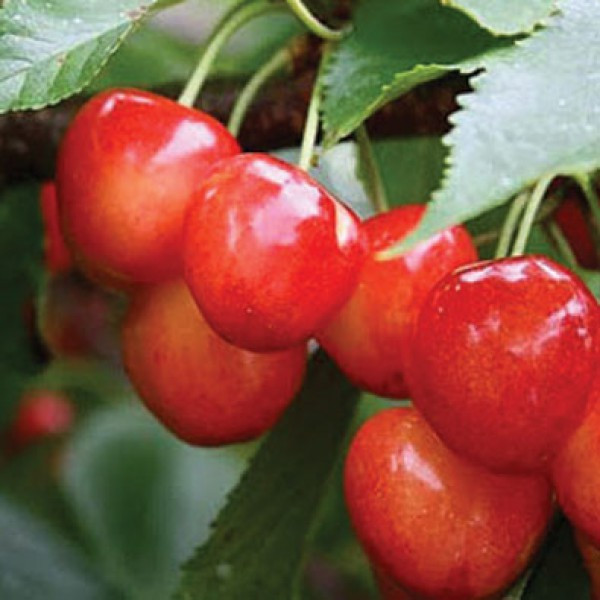 Саджанці черешні Космічна, фото 1