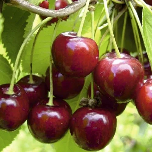 Саджанці черешні Кармен, фото 1