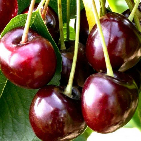 Саджанці черешні Великоплідна, фото 1