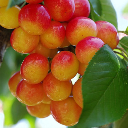 Саджанці черешні Раінер, фото 1