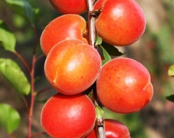 Саджанці абрикоса Пінкот, фото 1