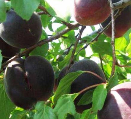 Саджанці абрикоса Чорний бархат, фото 1