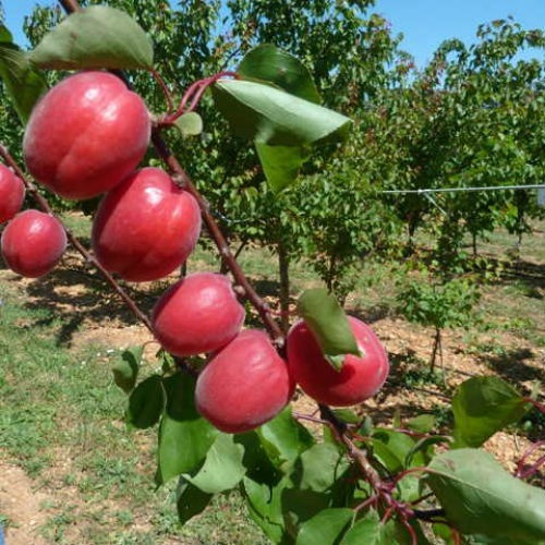 Саджанці абрикоса Рубіста, фото 1