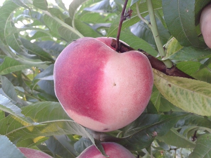 Саджанці персика Вайт Леді, фото 1